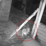 Onça-Parda Invade Casa Em São Roque E Ataca Galinhas E Peru