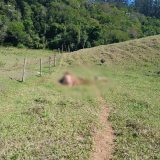 Criminosos Invadem Stios Em Itatiba E Abatem Ilega 1761606012843