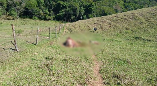 Criminosos Invadem Stios Em Itatiba E Abatem Ilega 1761606012843