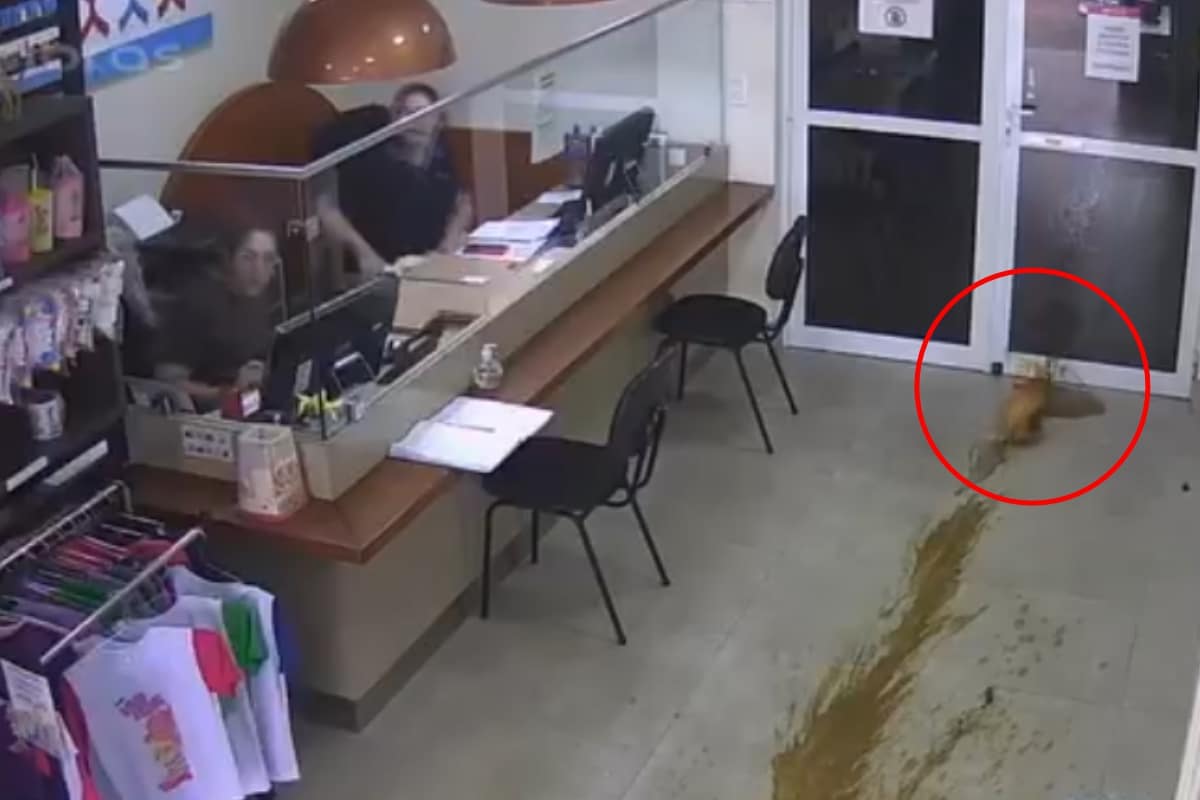 Homem Faz Ataque Com Balde De Fezes Na Adv De Votorantim