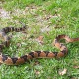 Homem Morreu Ao Ser Picado Por Cobra Enquanto Trabalhava Em Campo Limpo Paulista