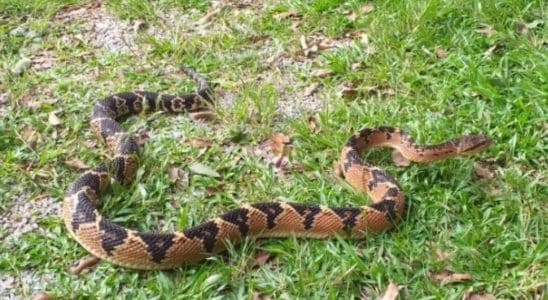 Homem Morreu Ao Ser Picado Por Cobra Enquanto Trabalhava Em Campo Limpo Paulista