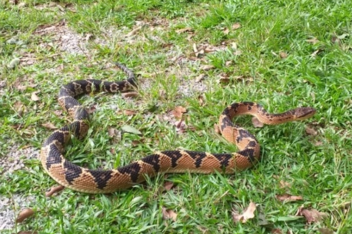 Homem Morreu Ao Ser Picado Por Cobra Enquanto Trabalhava Em Campo Limpo Paulista