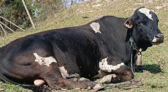 Morador De Mairinque Oferece Recompensa Para Quem Encontrar Boi Soberano