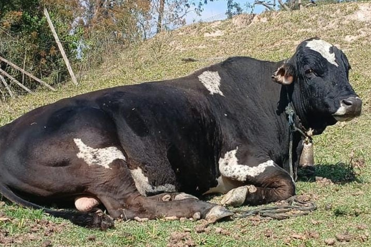 Morador De Mairinque Oferece Recompensa Para Quem Encontrar Boi Soberano