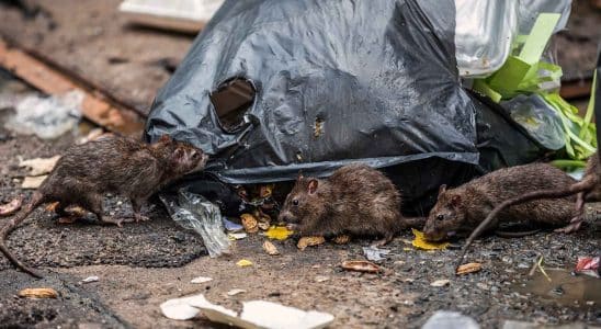Moradores São Atacados E Mordidos Por Ratos Em Mairinque E Pedem Socorro