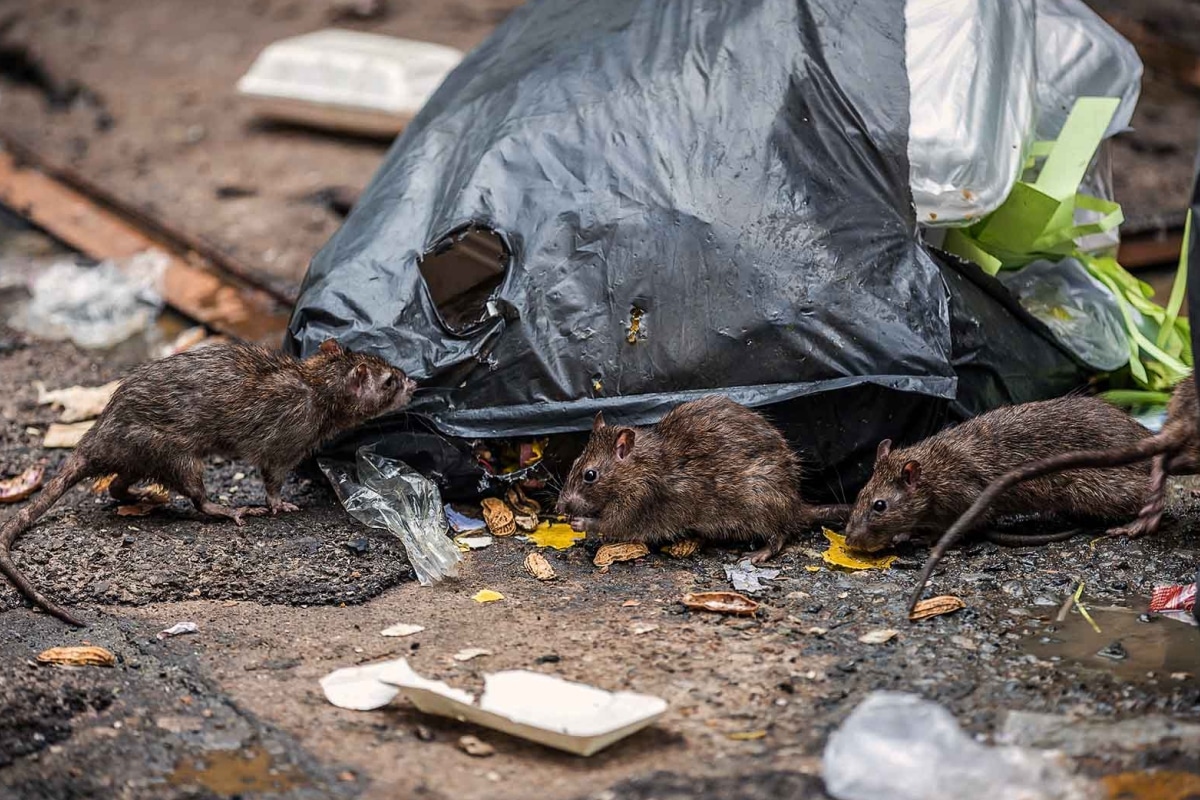 Moradores São Atacados E Mordidos Por Ratos Em Mairinque E Pedem Socorro