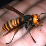 Nova Espécie De Vespa É Descoberta Na Serra Do Japi Em Jundiaí