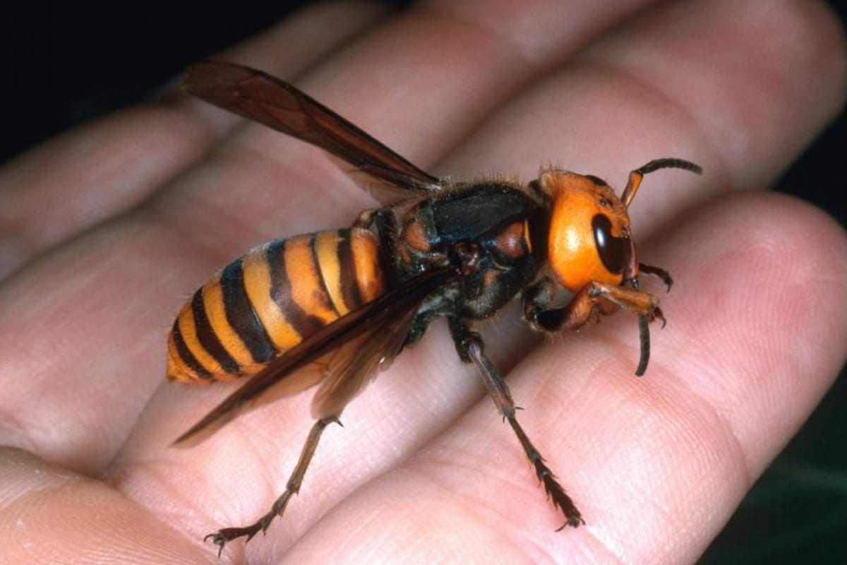 Nova Espécie De Vespa É Descoberta Na Serra Do Japi Em Jundiaí