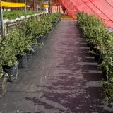 Parque Maeda Em Itu Passa A Oferecer Colheita De Mirtilos Aos Turistas