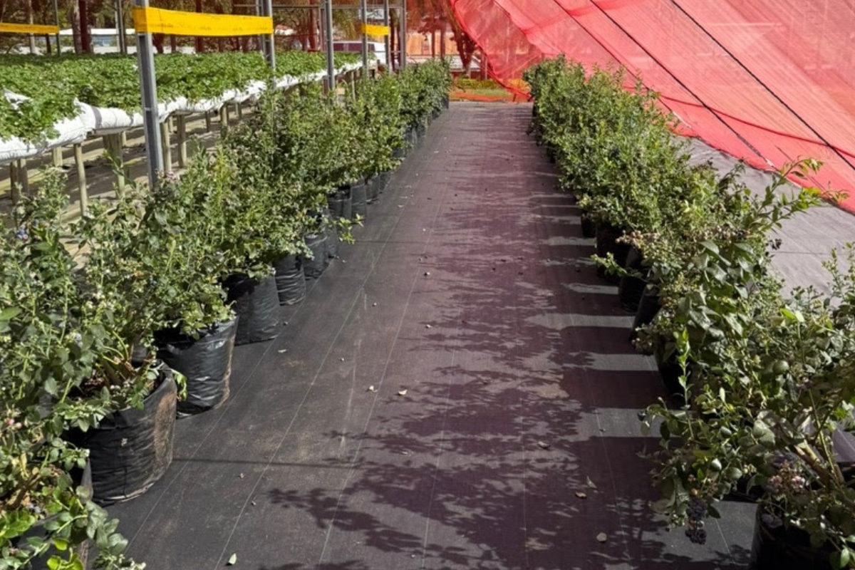 Parque Maeda Em Itu Passa A Oferecer Colheita De Mirtilos Aos Turistas