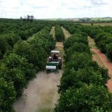 Solo + Fértil Aumenta A Produtividade Agrícola Em Municípios Paulistas