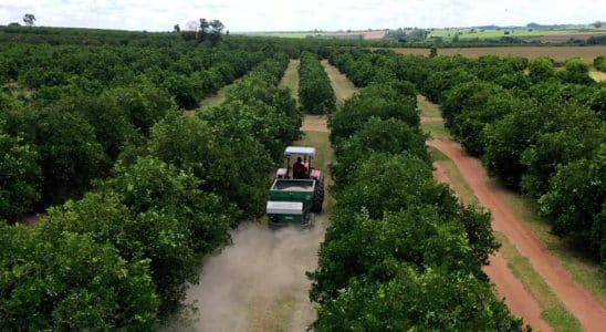 Solo + Fértil Aumenta A Produtividade Agrícola Em Municípios Paulistas