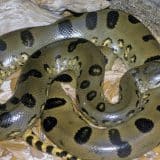 Homem Leva Picada De Cobra No Interior De Sp E Com Raiva Morde Cobra E Vai Para No Hospital