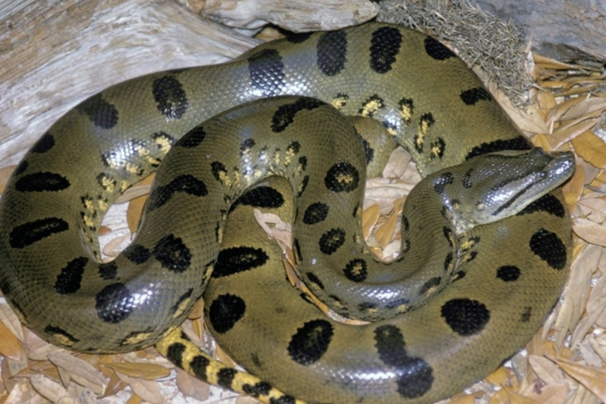 Homem Leva Picada De Cobra No Interior De Sp E Com Raiva Morde Cobra E Vai Para No Hospital