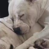 Homem Mata Cachorros A Tiros Em Meio A Confusão Em Sítio Em São Roque