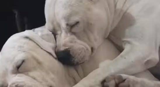 Homem Mata Cachorros A Tiros Em Meio A Confusão Em Sítio Em São Roque