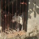 Idoso É Socorrido Em Estado Grave Após Ser Atacado Por 2 Pitbull No Interior De Sp