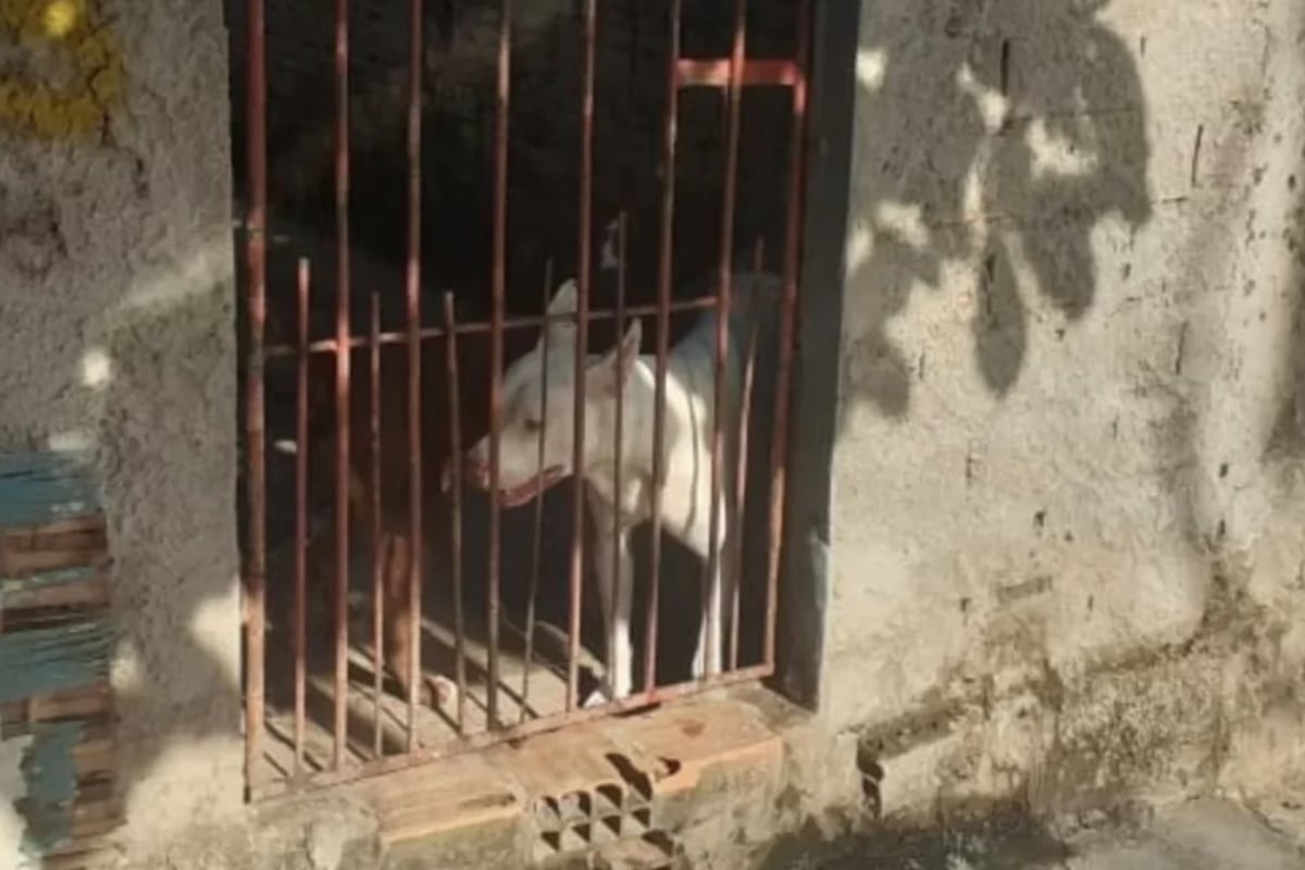 Idoso É Socorrido Em Estado Grave Após Ser Atacado Por 2 Pitbull No Interior De Sp