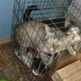 Mulher É Denunciada Por Viver Com 25 Gatos Em Apartamento Em Mairinque E Causar Incomodo