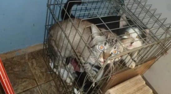 Mulher É Denunciada Por Viver Com 25 Gatos Em Apartamento Em Mairinque E Causar Incomodo