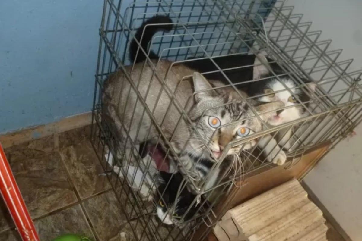 Mulher É Denunciada Por Viver Com 25 Gatos Em Apartamento Em Mairinque E Causar Incomodo