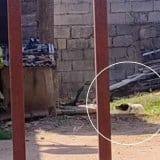 Mulher Pede Socorro Para Resgatar Cachorro Em Situação De Maus-Tratos Em São Roque