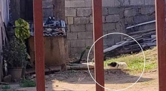 Mulher Pede Socorro Para Resgatar Cachorro Em Situação De Maus-Tratos Em São Roque