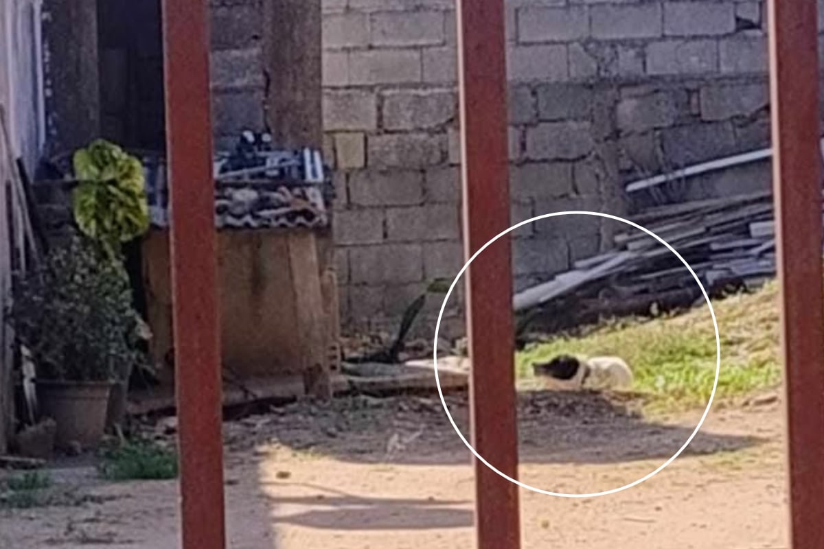 Mulher Pede Socorro Para Resgatar Cachorro Em Situação De Maus-Tratos Em São Roque