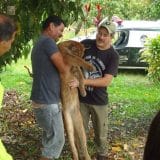 Onça-Parda É Resgatada Após Invadir Sítio Em Pilar Do Sul