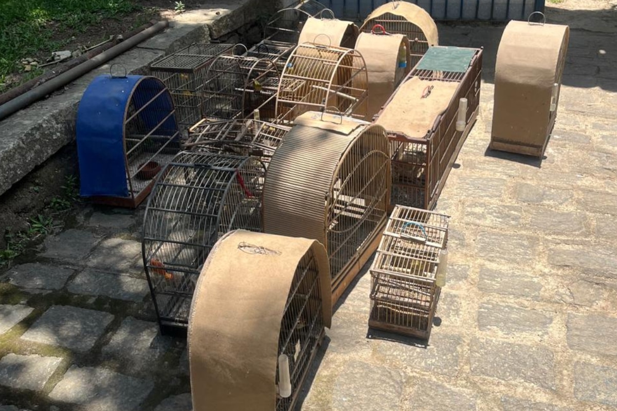 Polícia Civil Apreende 17 Pássaros Silvestres Em Bairro Em Situação De Cativeiro