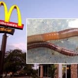 Mc Donald'S Fala Sobre Gestante Que Encontrou Minhoca Dentro De Bebida Em Restaurante