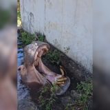 Hipoptamo De 49 Anos Desafia Equipe Veterinria Em 1769179146016
