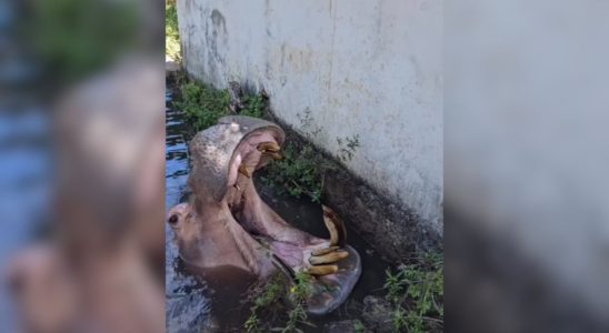 Hipoptamo De 49 Anos Desafia Equipe Veterinria Em 1769179146016
