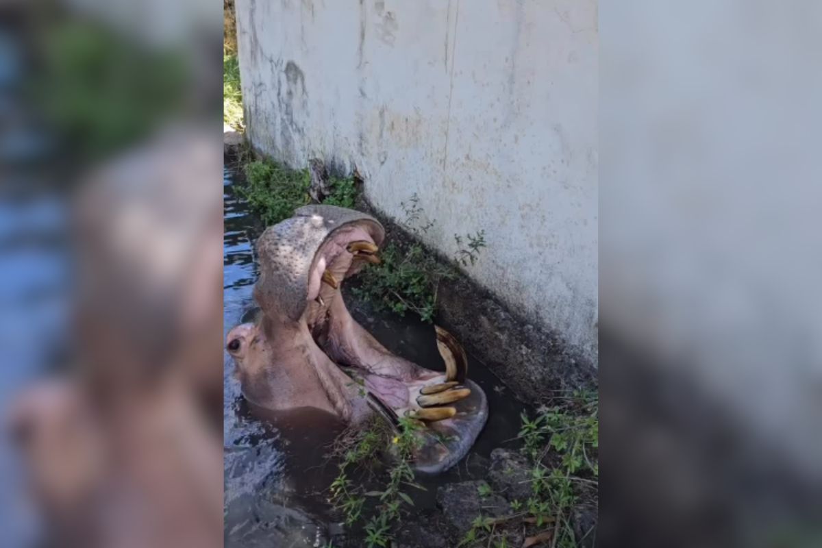 Hipoptamo De 49 Anos Desafia Equipe Veterinria Em 1769179146016