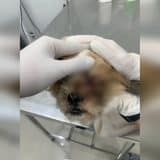 Maus Tratos Animais Mulher Presa Em Sorocaba Aps D 1768917549212