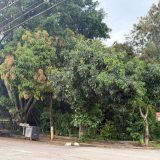 Ministrio Pblico Investiga Doao De Terreno Pblico 1768483960552