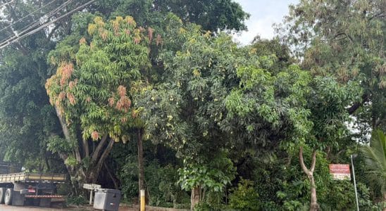 Ministrio Pblico Investiga Doao De Terreno Pblico 1768483960552