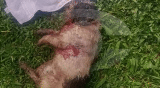 Ataque De Pitbulls Gera Pânico E Indignação No Bairro Lageadinho, Em Ibiúna