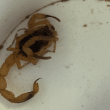 Bebê De 9 Meses E Pai São Picados Por Escorpião Enquanto Dormiam Em Mairinque