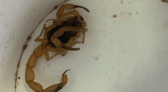 Bebê De 9 Meses E Pai São Picados Por Escorpião Enquanto Dormiam Em Mairinque