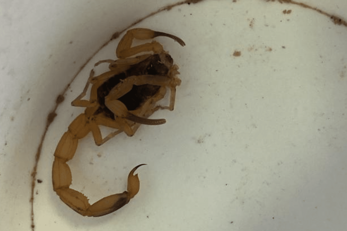 Bebê De 9 Meses E Pai São Picados Por Escorpião Enquanto Dormiam Em Mairinque