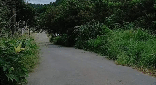 Calçada E Rua Em Mairinque Estão Tomadas De Mato Sem Limpeza Há Meses