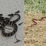 Cobra Encontrada Em Sala De Aula Em Mairinque Causa Preocupação Em Pais De Alunos