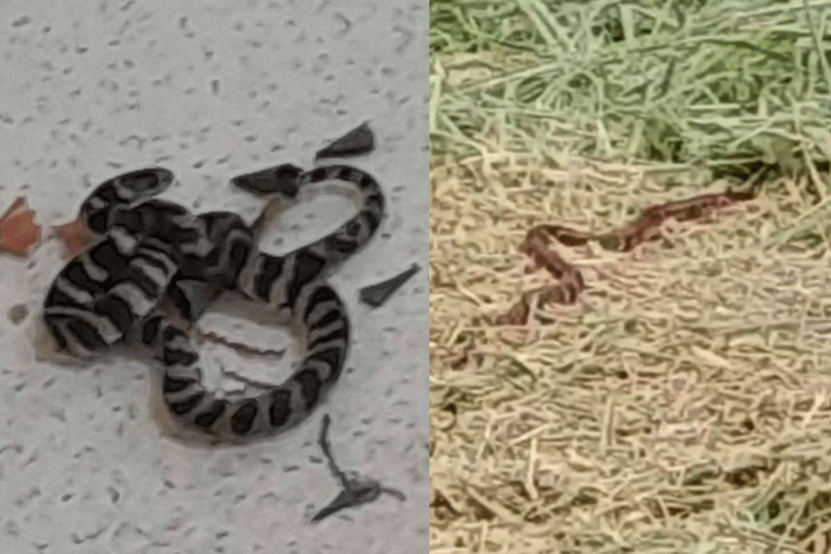 Cobra Encontrada Em Sala De Aula Em Mairinque Causa Preocupação Em Pais De Alunos