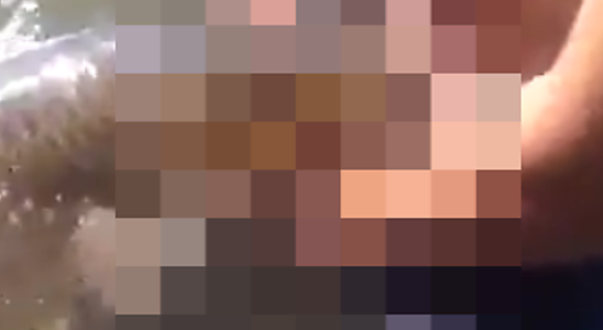 Mãe Bate Em Filho E Avó Em Mairinque Ao Descobrir Que Ele Assistia Zoofilia No Telegram