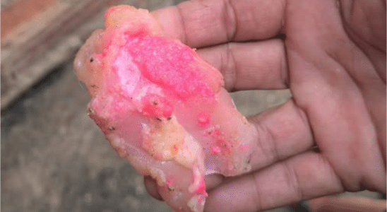 Moradora De Bairro De Sorocaba Descobre Tentativa De Envenenamento De Seu Pitbull