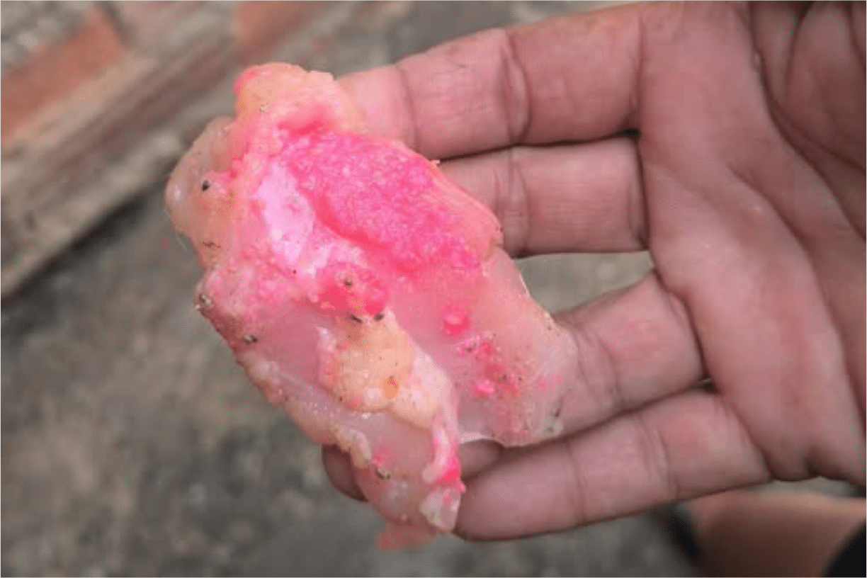 Moradora De Bairro De Sorocaba Descobre Tentativa De Envenenamento De Seu Pitbull