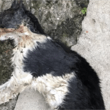 Moradora Denuncia Envenenamento De Animais Em Mairinque