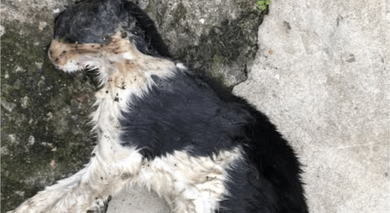 Moradora Denuncia Envenenamento De Animais Em Mairinque